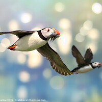 Buy canvas prints of Colourful Atlantic Puffin in Flight by Simon Marlow