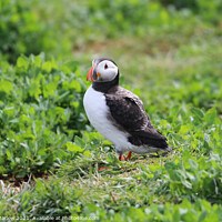 Buy canvas prints of Puffin by Simon Marlow