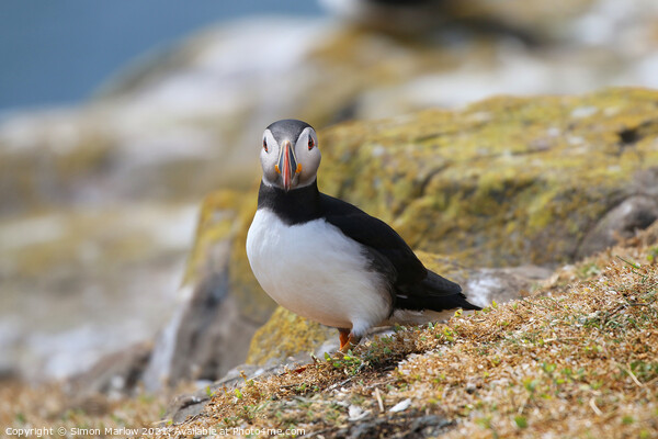 Puffin Picture Board by Simon Marlow