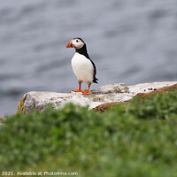 Buy canvas prints of Majestic Atlantic Puffins by Simon Marlow
