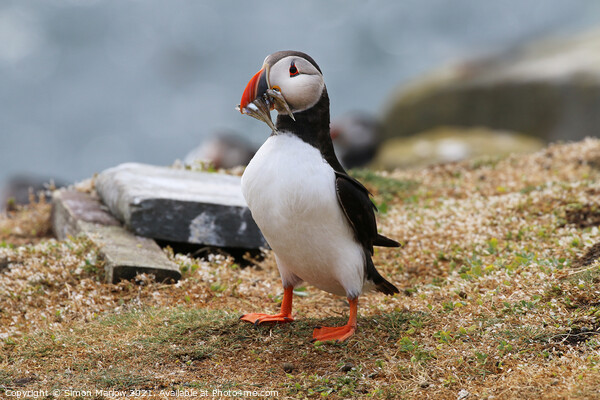 Atlantic Puffin on the cliff edge in Northumberland Picture Board by Simon Marlow