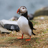 Buy canvas prints of Atlantic Puffin on the cliff edge in Northumberland by Simon Marlow