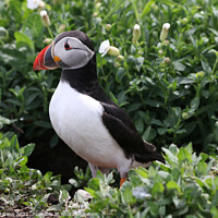 Buy canvas prints of Adorable Atlantic Puffin by Simon Marlow