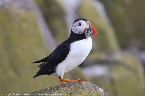 Majestic Atlantic Puffin Picture Board by Simon Marlow