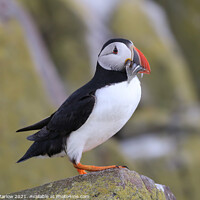 Buy canvas prints of Majestic Atlantic Puffin by Simon Marlow