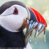 Buy canvas prints of Atlantic Puffin side portrait by Simon Marlow