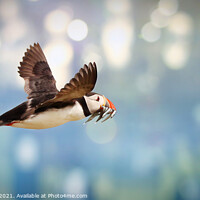 Buy canvas prints of Atlantic puffin in flight by Simon Marlow