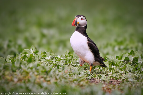 The Majestic Puffin Picture Board by Simon Marlow