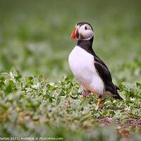 Buy canvas prints of The Majestic Puffin by Simon Marlow