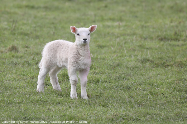 Spring Lamb Picture Board by Simon Marlow