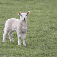 Buy canvas prints of Spring Lamb by Simon Marlow