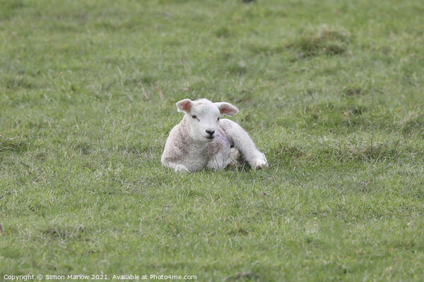 Spring Lamb Picture Board by Simon Marlow
