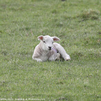 Buy canvas prints of Spring Lamb by Simon Marlow