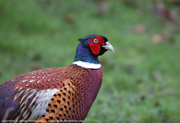 Pheasant Picture Board by Simon Marlow