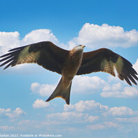 Buy canvas prints of Red Kite by Simon Marlow