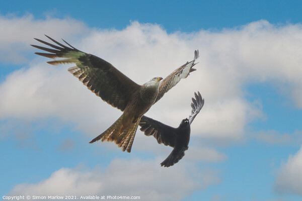 Aerial Battle Red Kite vs Crow Picture Board by Simon Marlow