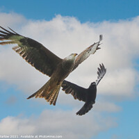 Buy canvas prints of Aerial Battle Red Kite vs Crow by Simon Marlow