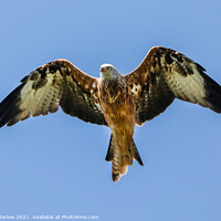 Buy canvas prints of Majestic Red Kite Soaring High by Simon Marlow
