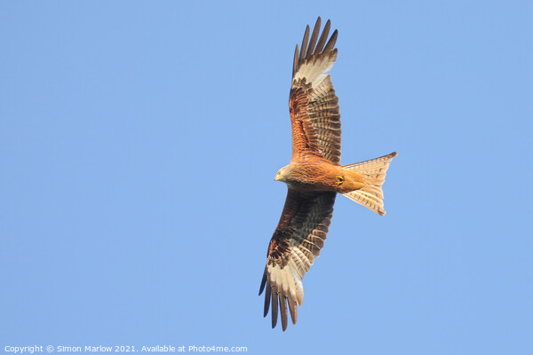 Majestic Red Kite Soaring Picture Board by Simon Marlow