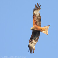 Buy canvas prints of Majestic Red Kite Soaring by Simon Marlow