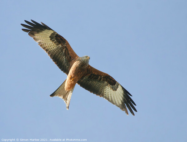 Majestic Red Kite Soaring High Picture Board by Simon Marlow
