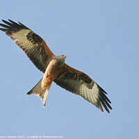 Buy canvas prints of Majestic Red Kite Soaring High by Simon Marlow