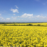 Buy canvas prints of Rapeseed field by Simon Marlow