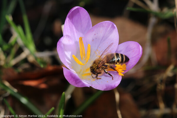 Bee on a spring Flower Picture Board by Simon Marlow