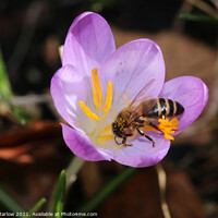 Buy canvas prints of Bee on a spring Flower by Simon Marlow