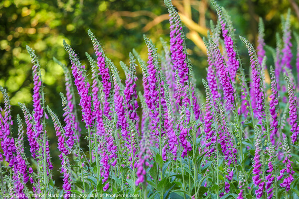 Enchanting Foxgloves Picture Board by Simon Marlow