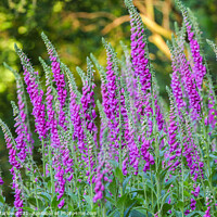 Buy canvas prints of Enchanting Foxgloves by Simon Marlow