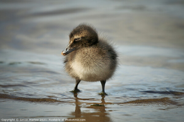 Adorable Eider Duck Chick Picture Board by Simon Marlow