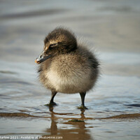 Buy canvas prints of Adorable Eider Duck Chick by Simon Marlow