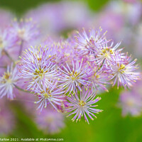 Buy canvas prints of Meadow Rue by Simon Marlow