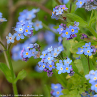 Buy canvas prints of Enchanting Blue Blossoms by Simon Marlow