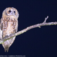 Buy canvas prints of Tawny Owl by Simon Marlow