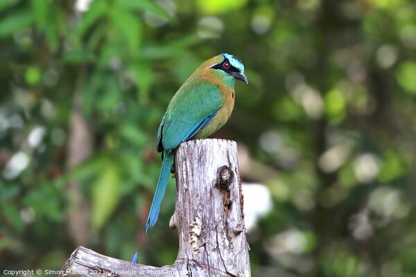 MotMot Picture Board by Simon Marlow