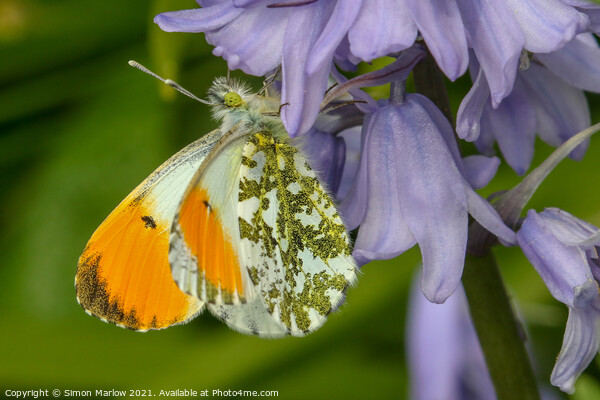 Majestic Orange Tip Butterfly in Springtime Picture Board by Simon Marlow