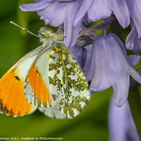 Buy canvas prints of Majestic Orange Tip Butterfly in Springtime by Simon Marlow