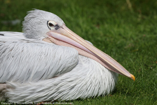 Majestic PinkBacked Pelican Picture Board by Simon Marlow