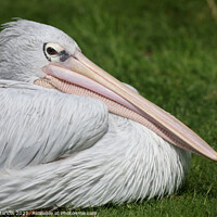 Buy canvas prints of Majestic PinkBacked Pelican by Simon Marlow