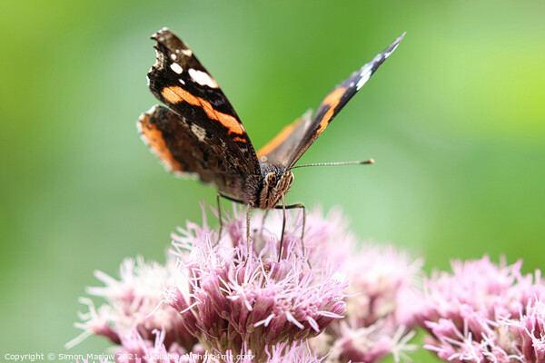 Red Admiral Butterfly Picture Board by Simon Marlow