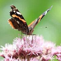Buy canvas prints of Red Admiral Butterfly by Simon Marlow