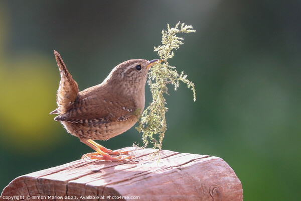 Wrens Nesting Instinct Picture Board by Simon Marlow