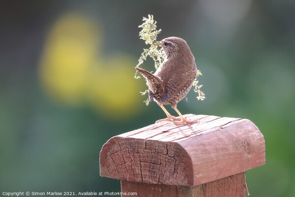 The Busy Wrens Nesting Quest Picture Board by Simon Marlow
