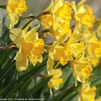 Buy canvas prints of Daffodil by Simon Marlow