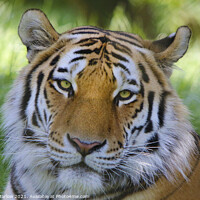 Buy canvas prints of Majestic Siberian Tiger Stares into Your Soul by Simon Marlow