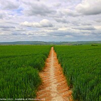 Buy canvas prints of Natures Golden Path by Simon Marlow