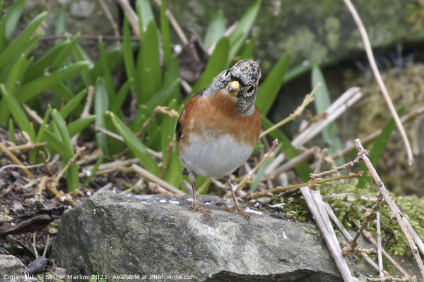 Brambling Picture Board by Simon Marlow