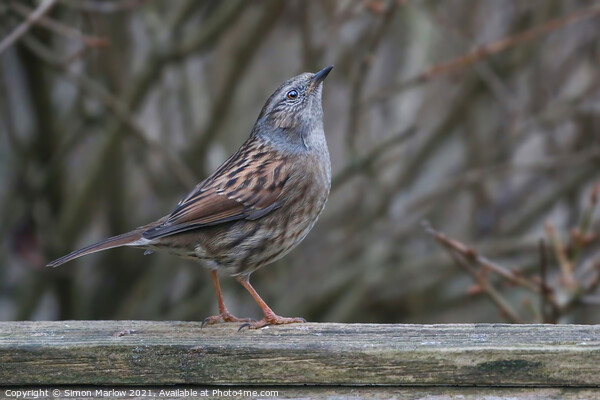 Serene Dunnock in Majestic Environment Picture Board by Simon Marlow